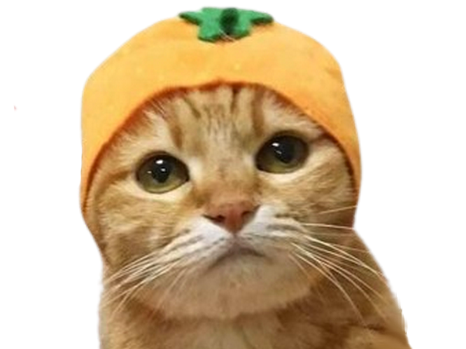 chat mignon fruit orange chapeau bonnet