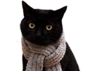 chat-echarpe-froid-hiver-automne