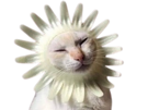 chat-fleur-chapeau-heureux-content