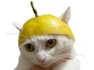 chat-mignon-fruit-pomme-poire-bonnet-chapeau
