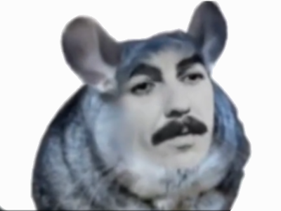 chinchilla george harrison chinchillaexpressif arrogant pretentieux hautain