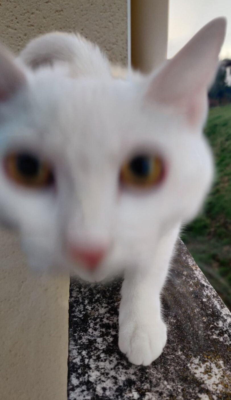 chat zoom