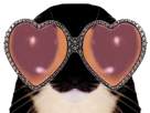 chat-lunettes-mignon-zoom-gros-yeux-coeur-elton-john