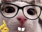 chat-geek-lunette-dent-actualy-tout-savoir-nerd-minou-bismarck-post-ou-cancer