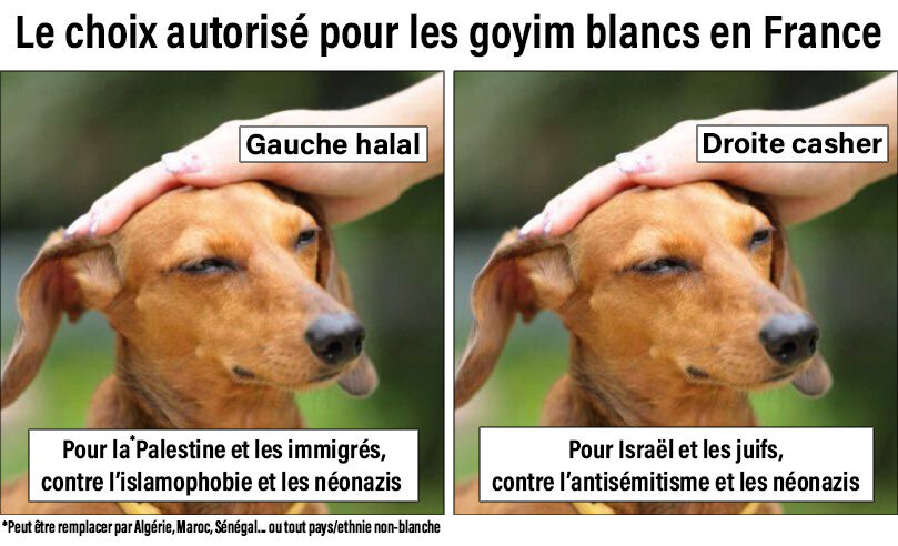 toutou gauche halal droite casher chien israel palestine algerie maroc antisemitisme islamophobie juif musulman nazi