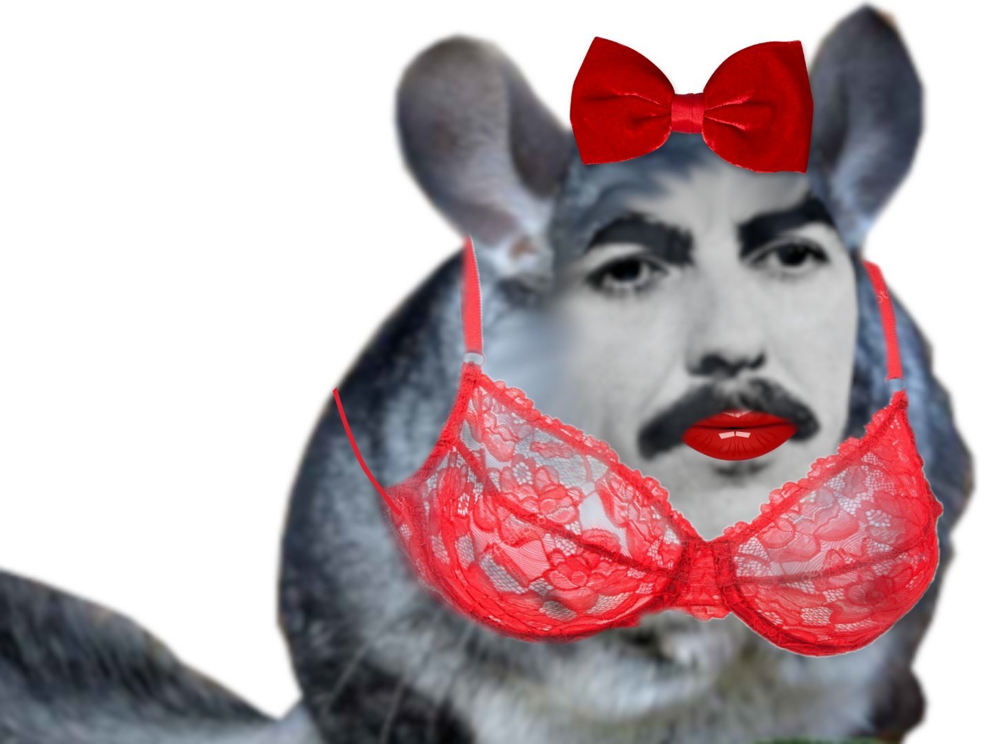 cumshoteur bycumshoteur chinchilla george harrison beatles rongeur femelle femme trap nichon noeud fille