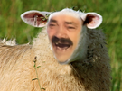 sheep-mouton-risitas-animal-pigeon-golem-vax-rire-content-debile