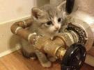 chat-steampunk-canon-arme