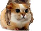 hamster-cochon-dinde-inde-cute-chat-minou-adorable-mulet-rongeur-macgyver-chamster-rigodon