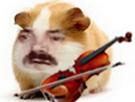 hamster-cochon-dinde-inde-risitas-cute-adorable-rongeur-violon-rigodon-chamster-violoneux