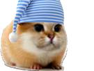 hamster-cochon-dinde-inde-cute-chat-minou-adorable-rongeur-bonne-nuit-bonnet-sommeil-dodo-chamster