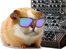 hamster-cochon-dinde-inde-cute-chat-adorable-rongeur-lunettes-moog-synthe-techno-toujours-pareil-chamster