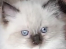 chat-siamois-mignon-mimi-cat-matou-yeux-bleus-bide-post-amour-poil