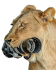 laphotofilsdepute-lion-photo-fdp-animal-brousse-sauvage-appareil-photographie