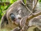 koala-paradis
