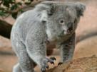 koala-paradis
