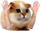 hamster-cochon-dinde-inde-cute-chat-chamster-adorable-rongeur-haut-les-mains-bras-braquage-peur