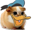 hamster-cochon-dinde-inde-cute-chat-chamster-adorable-rongeur-donald-duck-canard-beret-picsou