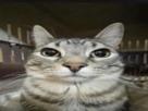 chat-cat-stare-regard-gris-yeux-chaud-serieux-grave-ent
