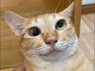 chat-yeux-ivre