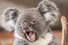 koala-enerve