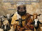 islam-prophete-mohamed-mahomet-muhammad-chevre-chat-imam-supertimor-musulman