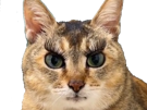 chat-cils-yeux-filtre