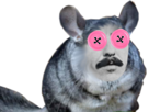 chinchilla-rongeur-george-harrison-bouton-coraline-yeux-oeil-rose-couture-enucleation-plopplop