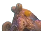 poulpe-pieuvre-calamar-seiche-tentacules-tentacule-ventouse-ventouses-khey-forum-deprime-celestin