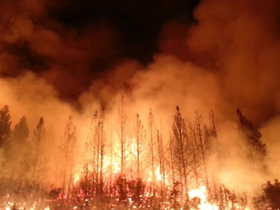 feu foret fumee bois incendie ete chaud brulant