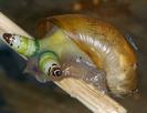 genshin-impact-sigewinne-escargot-parasite-gluant