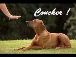 coucher couche chien dressage femme