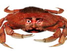 hooper-crabe