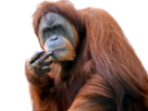 orang-outan-singe-animal-reflexion-think-brain-storming-doute-doubt-malaise-facepalm