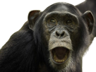 bonobo-singe-animal-moquerie-troll-rire-pls-face-choc-surprise