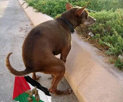 chien-caca-merde-chier-israel-palestine-guerre-dog-pill-prout