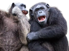 chimpanze-duo-groupe-amis-troll-moquerie-clash-humiliation-ridicule-singe-animaux-animal