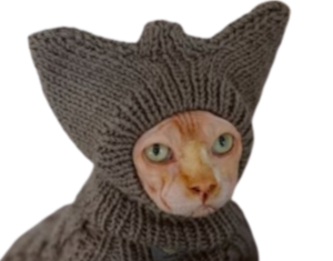 chat venere hagra victime