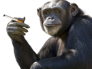 chimpanze-singe-animal-clope-cigarette-fume-fumer-tabac-perplexe-malaise-genant-penser-think-brainstorming