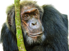 chimpanze-singe-animal-pensif-think-troll-narguer-chambrage-sourire-smile-amour-love-crush