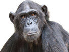 chimpanze-singe-animal-think-thinking-penser-reflechir-brainstorming-malaise-moquerie-troll