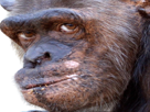 chimpanze-singe-animal-mad-rage-enerve-sceptique-doute-doubt-vexe-upset