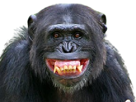 chimpanze-singe-animal-flippant-peur-creepy-scary-regard-sourire-smile-malsain-horreur-thriller