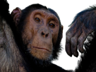 chimpanze-singe-animal-penser-pensif-brainstorming-think-thinking-perlpexe-malaise-facepalm