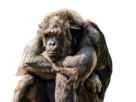 chimpanze-singe-animal-decu-triste-chagrin-solitude-perdu-defaite-lose