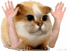 hamster-cochon-dinde-inde-cute-chat-chamster-rongeur-haut-les-mains-bras-braquage-peur-tremble