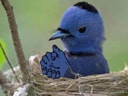 juif oiseau youpin kippa jew jewish piaf israel