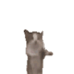 chaton rigolo danse dance