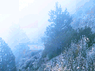 gif-montagnes-brouillard-bleu-sapins-herbe-fleurs-mystere-champs-foret-vent-g-i-f