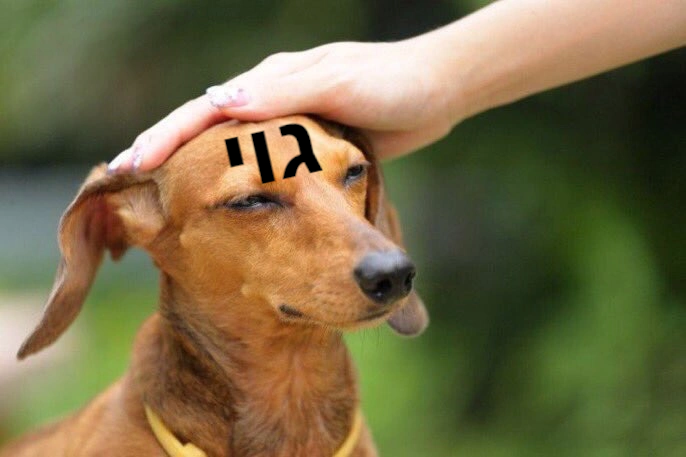 chien toutou goy goyim juif golem soumis esclave ouaf